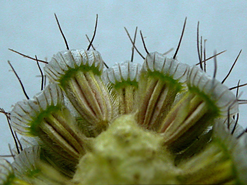 Изображение особи Scabiosa ochroleuca.