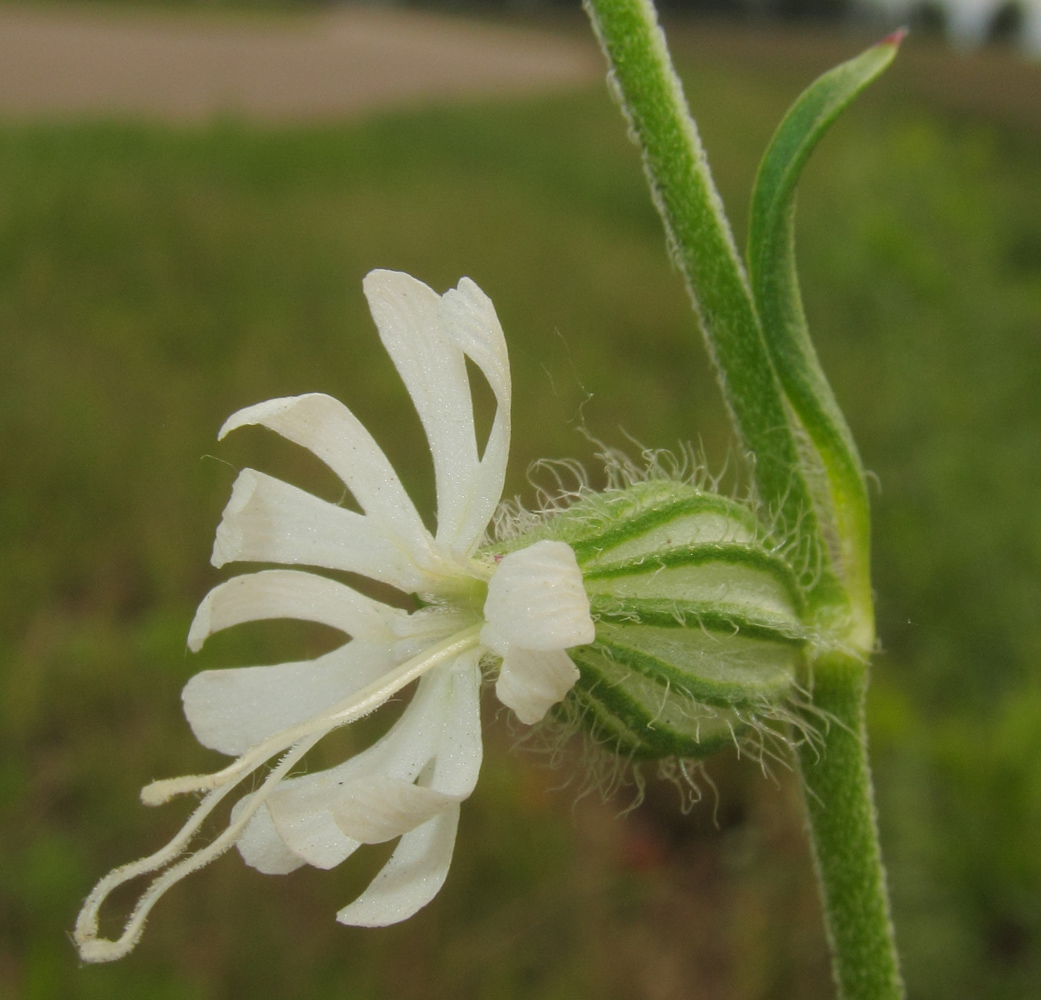 Изображение особи Silene dichotoma.