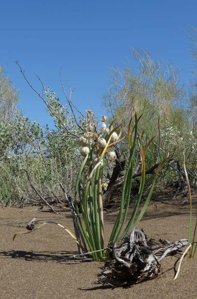 Изображение особи Eremurus anisopterus.