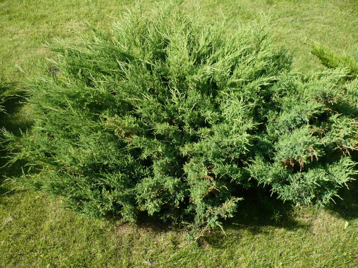 Изображение особи Juniperus &times; pfitzeriana.