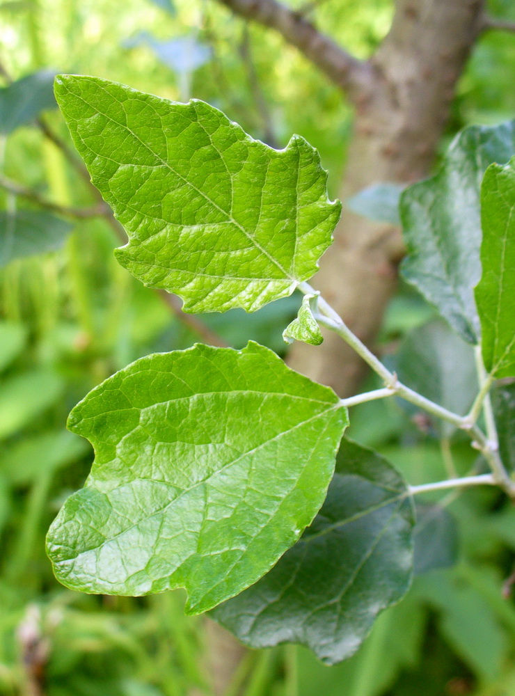 Изображение особи Populus alba.