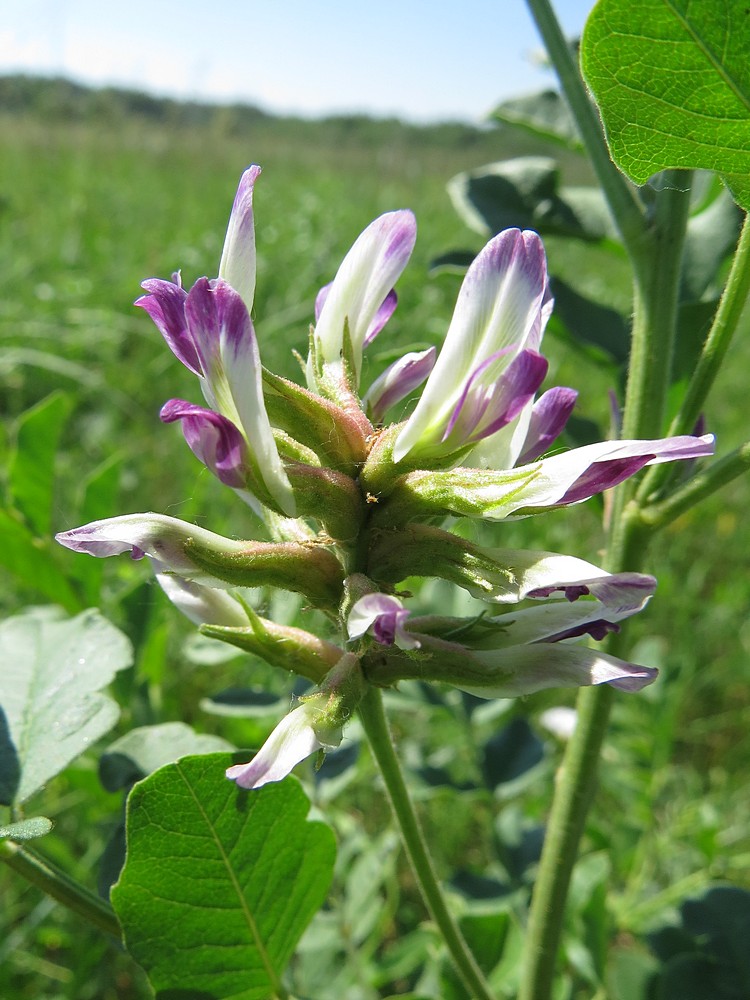 Image of Glycyrrhiza uralensis specimen.