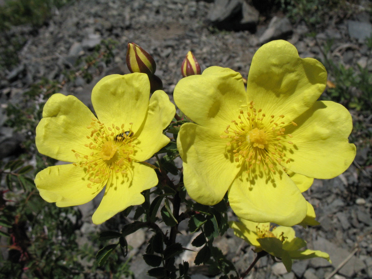 Image of Rosa platyacantha specimen.