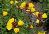 Oenothera fruticosa. Верхушки побегов с соцветиями. Германия, г. Дюссельдорф, Ботанический сад университета. 03.06.2014.