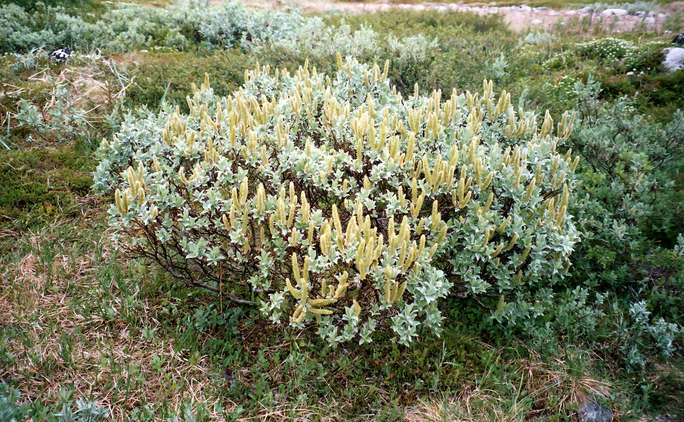 Image of Salix lanata specimen.