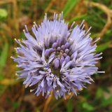 Jasione montana