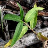 Persicaria amphibia