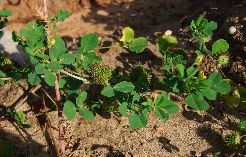 Image of Medicago polymorpha specimen.