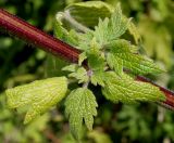 Leonurus cardiaca