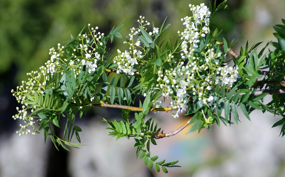 Изображение особи Sorbus tianschanica.