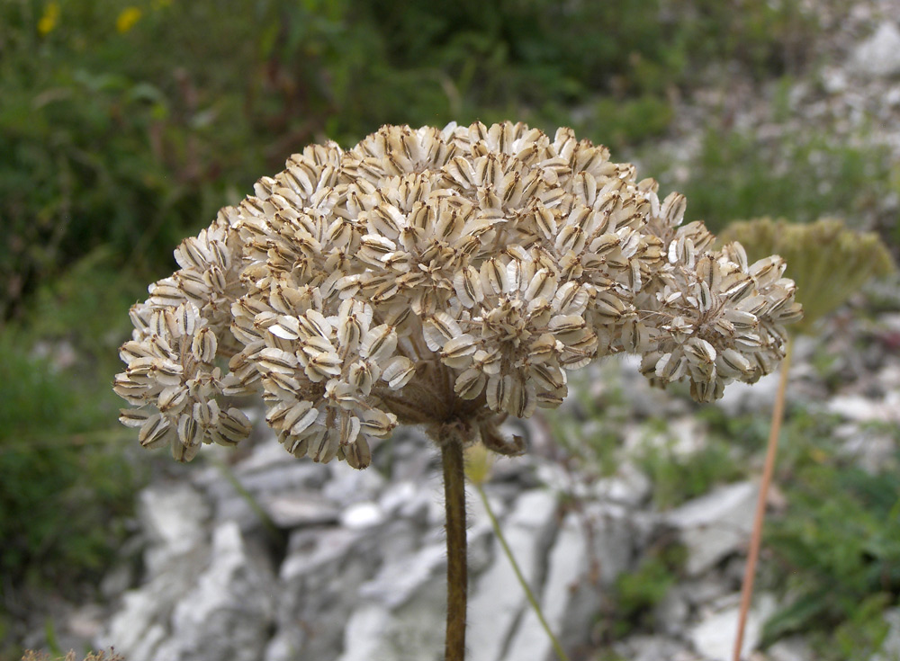 Image of Laserpitium hispidum specimen.