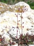 Hymenolobus procumbens