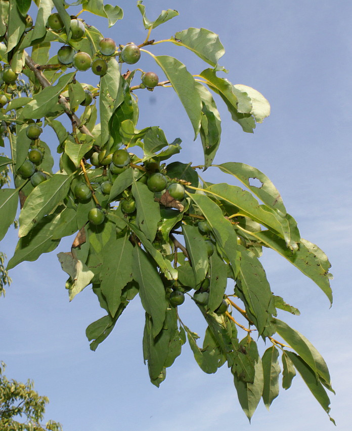 Image of Diospyros lotus specimen.