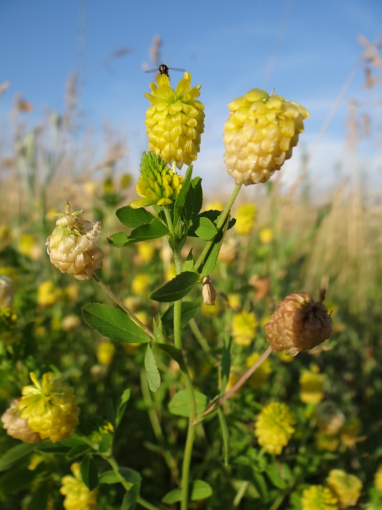 Image of Trifolium aureum specimen.