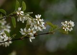 Amelanchier spicata. Побеги с соцветиями. Московская обл., Раменский р-н, окр. дер. Хрипань, садовый участок. 11.05.2014.