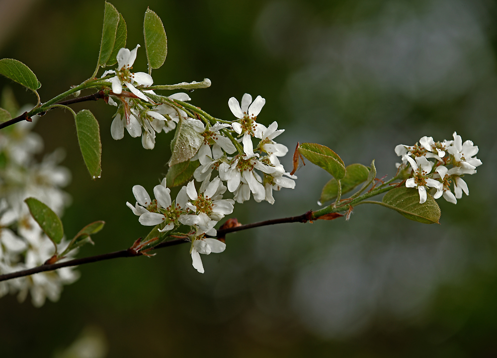 Изображение особи Amelanchier spicata.