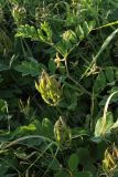 Astragalus glycyphyllos