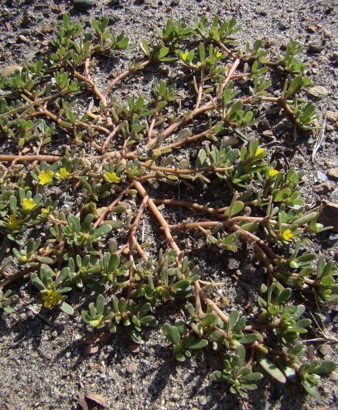 Image of Portulaca oleracea specimen.