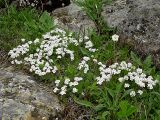 Androsace barbulata