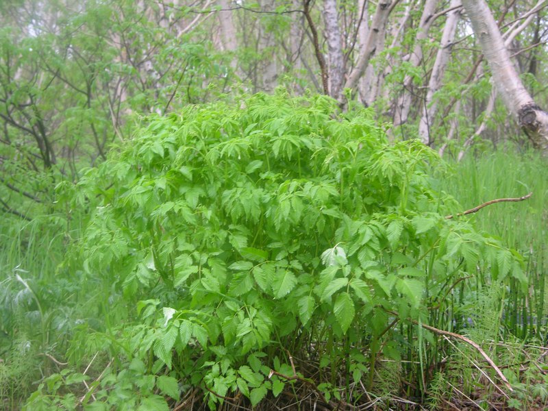 Image of Aruncus dioicus specimen.