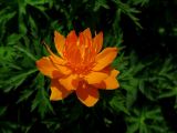 Trollius vitalii