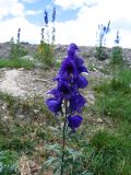 Aconitum decipiens. Верхушка растения с цветками. Республика Алтай, Улаганский р-н, Улаганские озёра, ≈ 2000 м н.у.м.