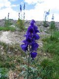 Aconitum decipiens