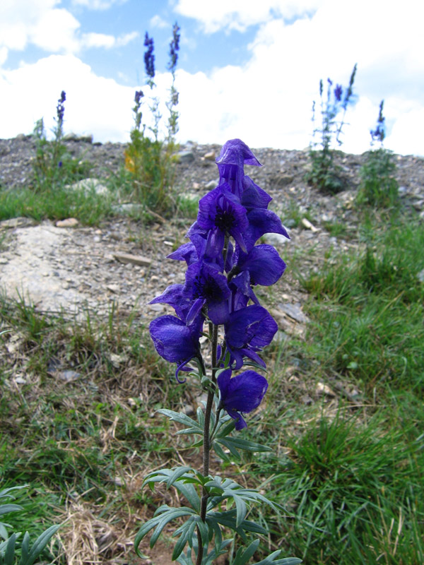 Изображение особи Aconitum decipiens.