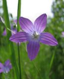 Campanula patula. Цветок. Подмосковье, окр. г. Кубинка, правый берег водохранилища Трасна, светлая поляна в смешанном лесу. 12.06.2009.