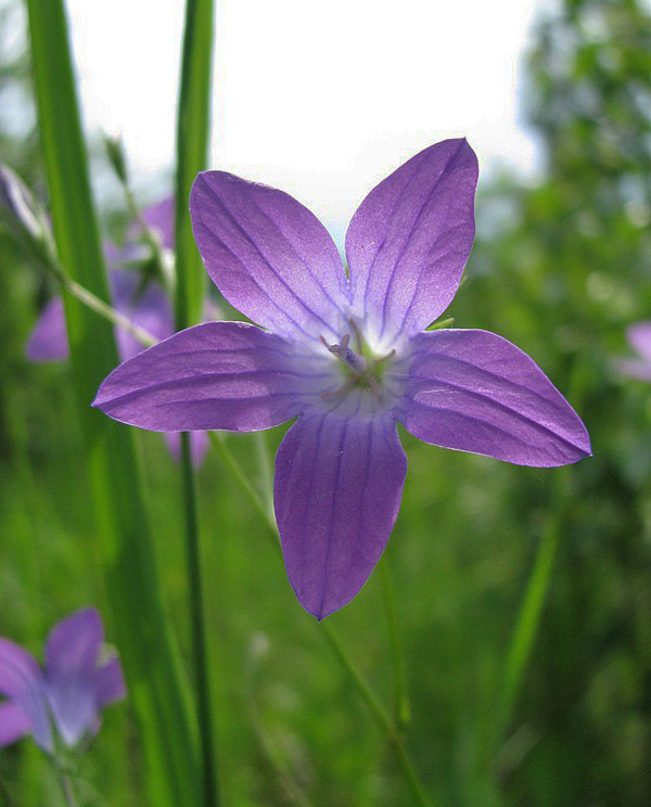 Изображение особи Campanula patula.