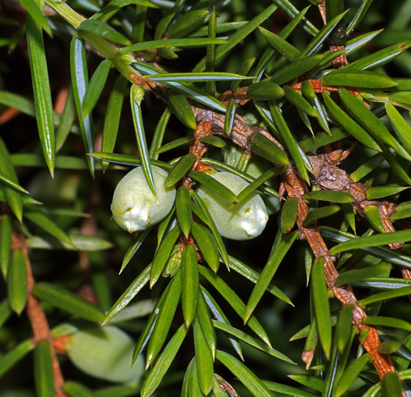Изображение особи Juniperus communis.