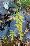 Veronica longifolia