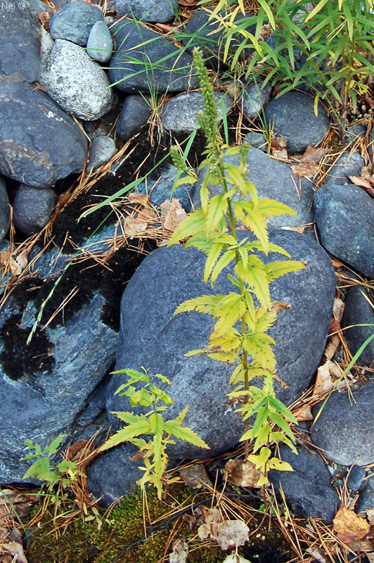 Image of Veronica longifolia specimen.