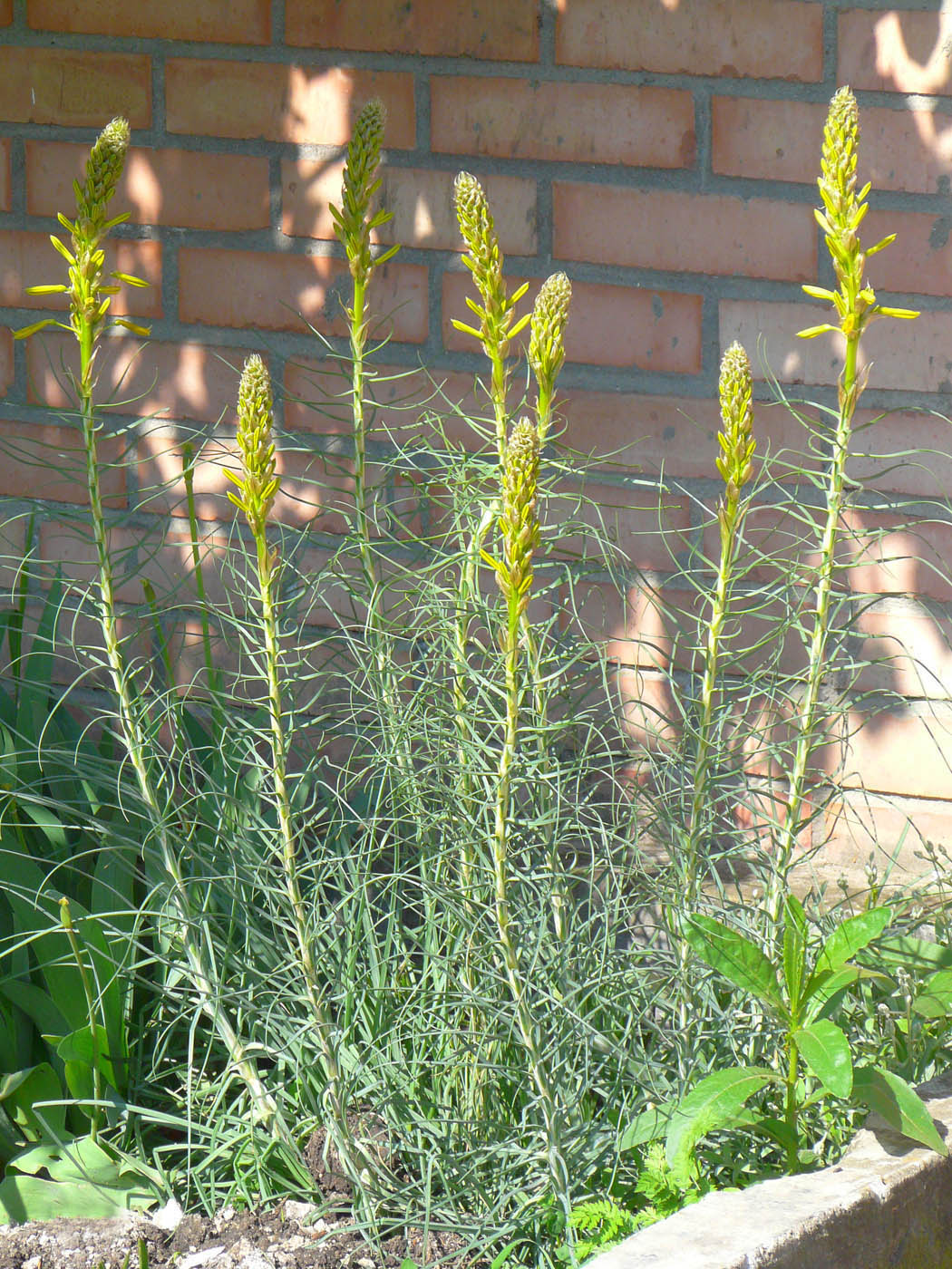 Изображение особи Asphodeline lutea.