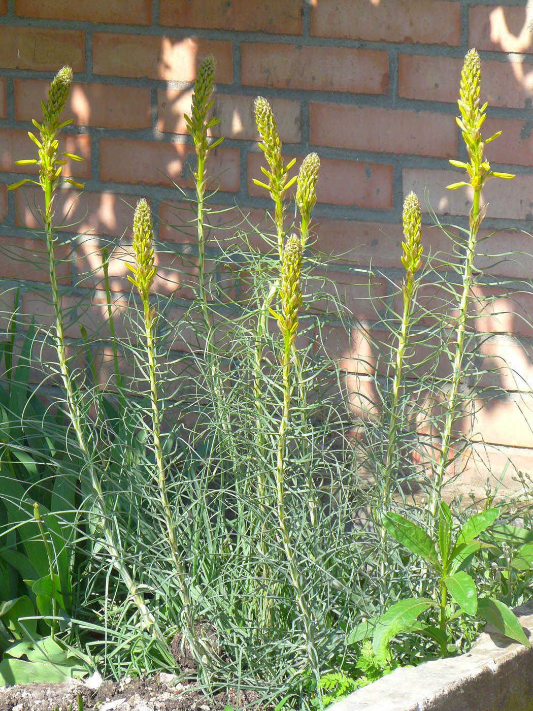 Image of Asphodeline lutea specimen.