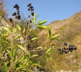 Ligustrum vulgare. Верхушка плодоносящего растения. Краснодарский край, м/о г. Новороссийск, хр. Маркотх, русло временного водотока. 12.10.2014.