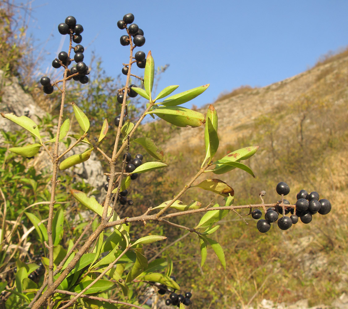 Image of Ligustrum vulgare specimen.