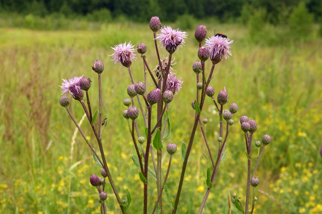 Изображение особи Cirsium setosum.