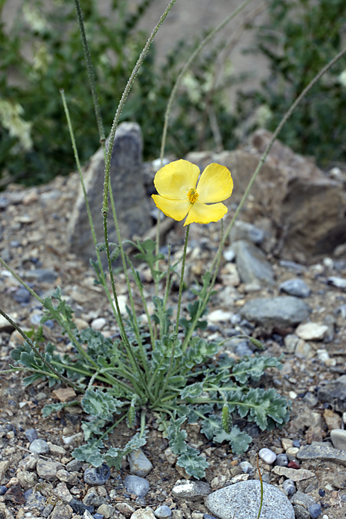 Изображение особи Glaucium squamigerum.