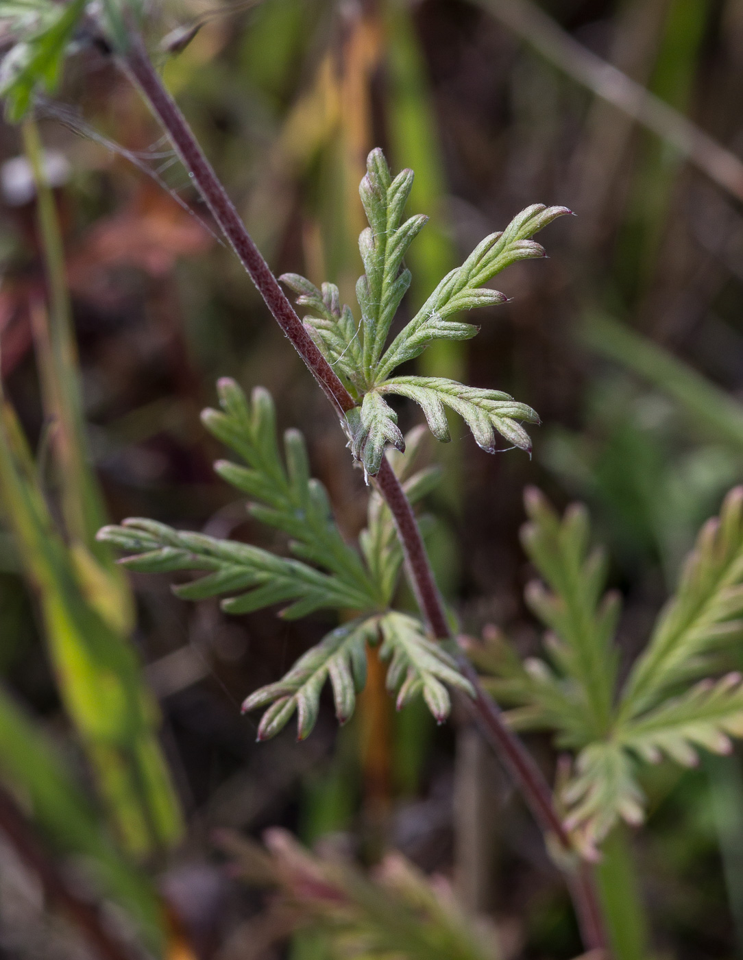 Image of Potentilla heidenreichii specimen.