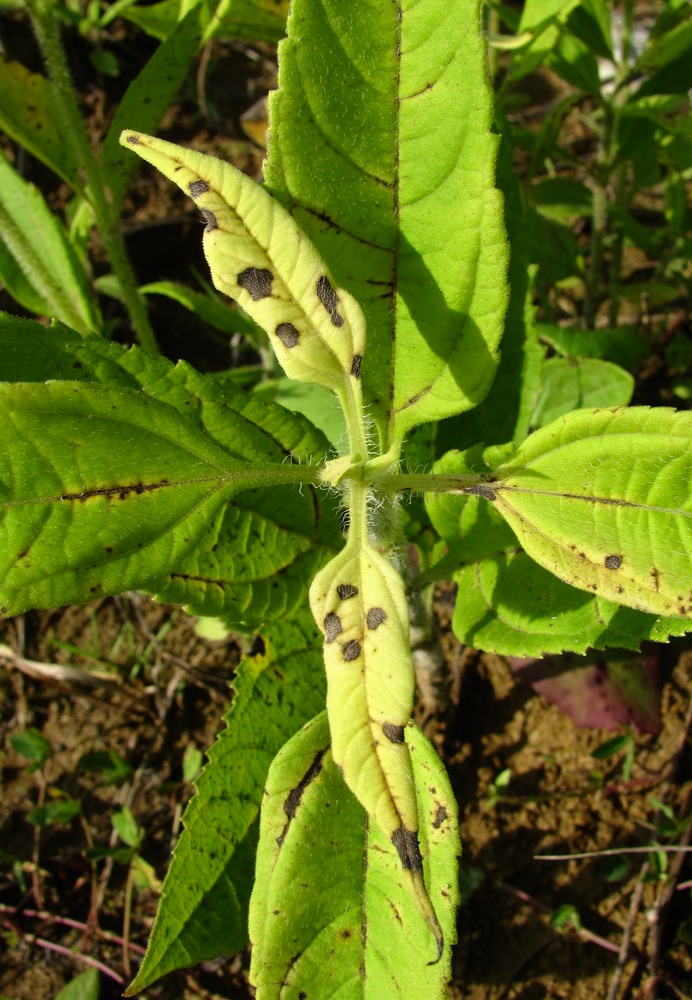 Изображение особи Helianthus tuberosus.