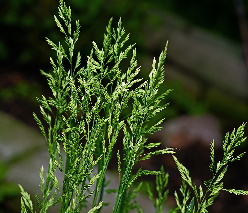 Изображение особи Poa pratensis.