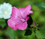Malva trimestris. Цветок (с подлетающим к нему насекомым) и бутон. Московская обл., Раменский р-н, окр. дер. Хрипань, садовый участок. 03.08.2015.
