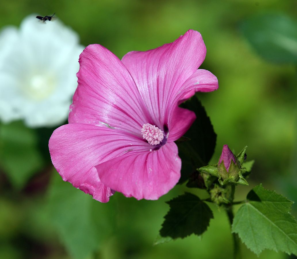 Image of Malva trimestris specimen.