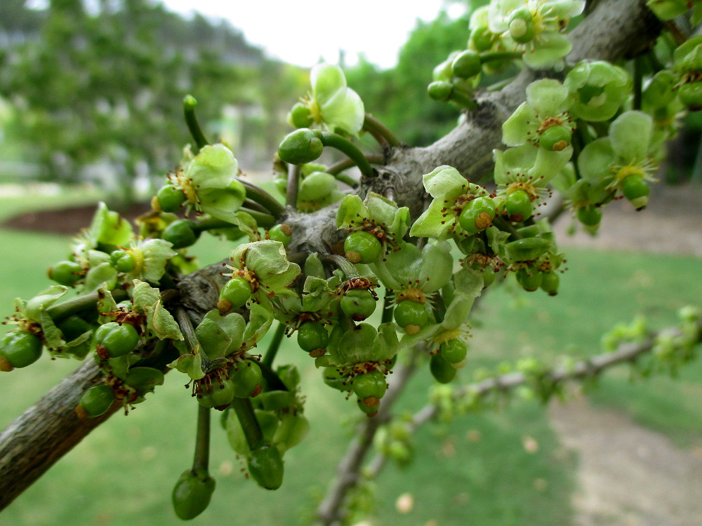 Image of Garcinia livingstonei specimen.