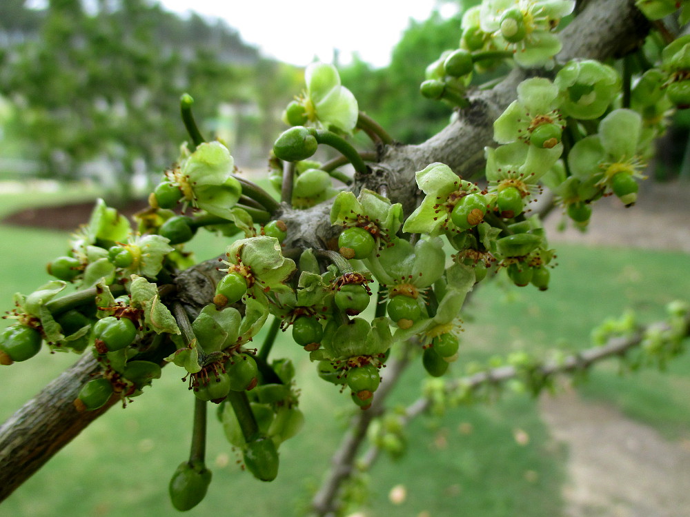 Изображение особи Garcinia livingstonei.