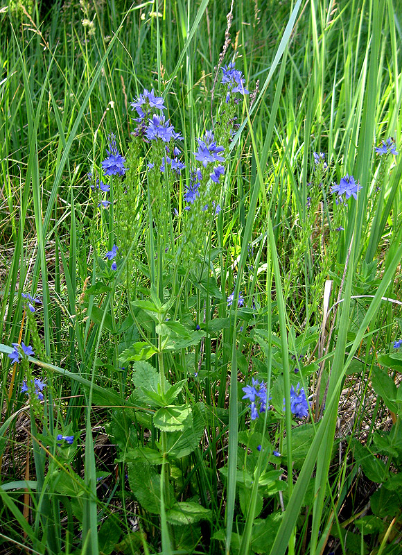 Image of Veronica teucrium specimen.