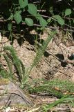 Achillea millefolium. Вегетирующее растение. Южный Казахстан, горы Алатау (Даубаба), Скалистое ущелье. 27.06.2014.