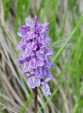Dactylorhiza psychrophila