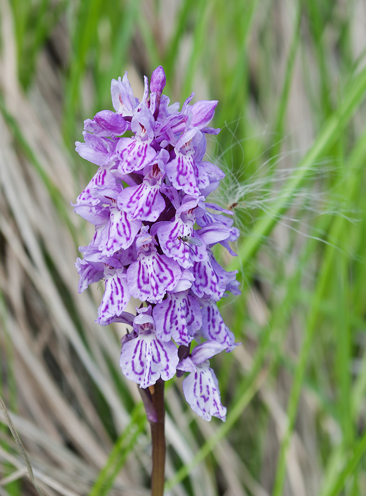 Image of Dactylorhiza psychrophila specimen.